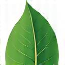Symbol grünes Blatt